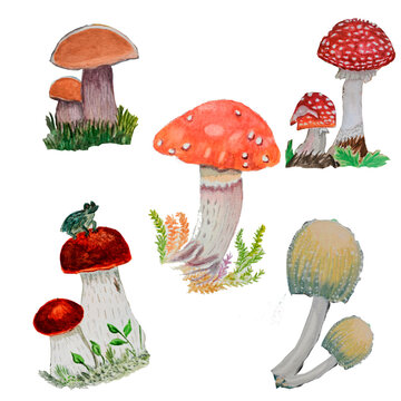 set mushrooms on a white