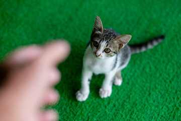 selective focus kitten with a beautiful pattern on green artificial grass