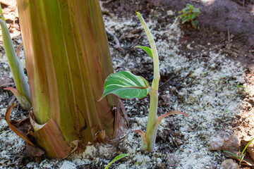 Selective focus, a small Musa Florida Variegated plant growing Musa Florida Variegated for sale. Banana tree with beautiful leaves. There are white and green alternating. - obrazy, fototapety, plakaty