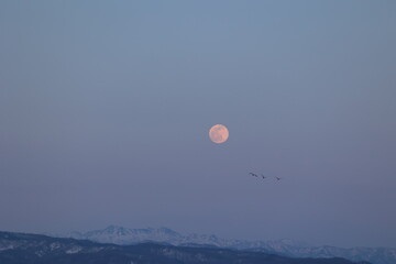 ピンクムーンとねぐらに向かうマガン