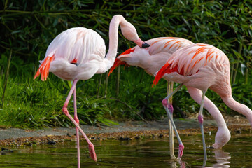 close-up portrait of african flamingo walking around in water