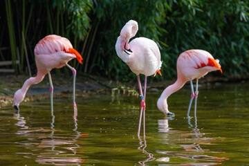 close-up portrait of african flamingo walking around in water