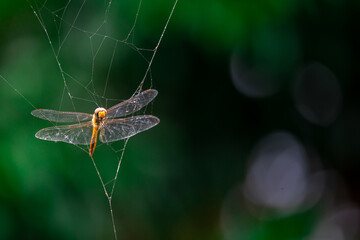 selective orange dragonfly caught in spider web natural background A poor dragonfly is caught in a...