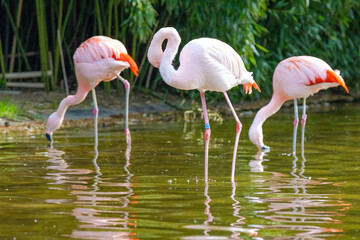 close-up portrait of african flamingo walking around in water