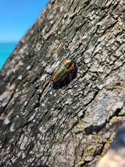 Australia jewel beetle from North Stradbroke Island