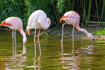 close-up portrait of african flamingo walking around in water