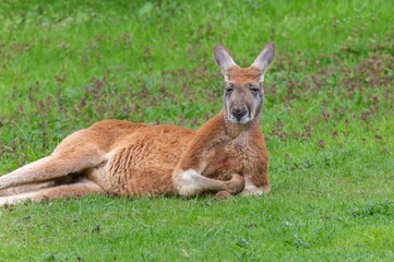 Un kangourou prend la pose 