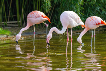 close-up portrait of african flamingo walking around in water