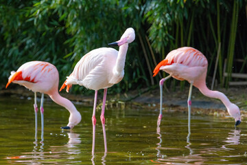 close-up portrait of african flamingo walking around in water
