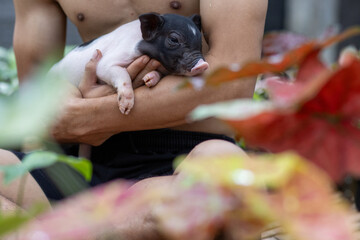 Selective focus on cute black and white piglet being held and embraced with love