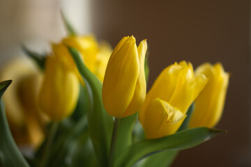 spring yellow tulips in a bouquet