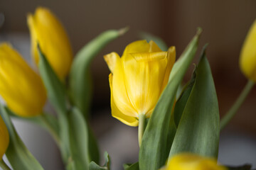 spring yellow tulips in a bouquet