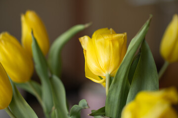 spring yellow tulips in a bouquet