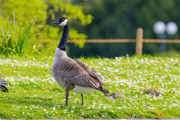 Grey wild goose, cute Water Birds Geese