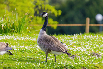 Grey wild goose, cute Water Birds Geese
