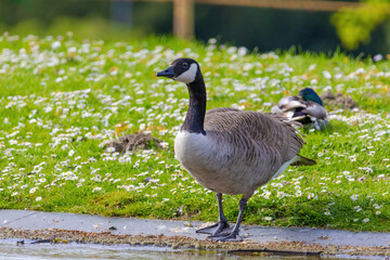 Grey wild goose, cute Water Birds Geese
