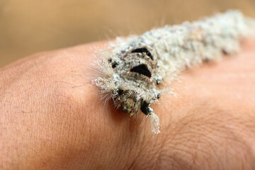 Moth Caterpillar has white fluffy fur on the hand. It looks creepy and frightening. The...
