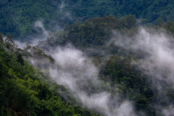 High-angle view of green forest mountain after rain There was a dense white rain mist that looked fresh. the rainforest looks lively. But it can make you feel lonely when you're alone.