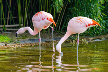 close-up portrait of african flamingo walking around in water