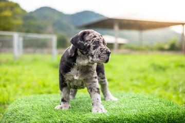 selective focus cute little black brown and white puppies with gray spots Bandogs puppies...