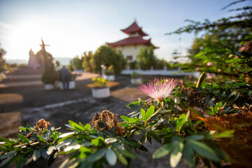 selective focus Pink Red Powder Puff pink flowers in the public garden of a Chinese temple There is space for text.