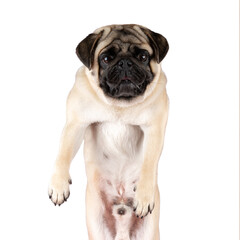 Obraz premium View of funny Pug dog isolated on white background.