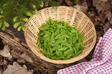 Young raw spruce tree tips collected in spring in a wicker basket in the forest - ingredient for...