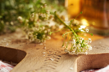Blooming shepherd's purse herb on a table - ingredient for herbal tincture