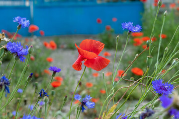 Scarlet poppies and blue cornflowers. Bright background of wildflowers. Scenic view of bright wildflowers on summer streets