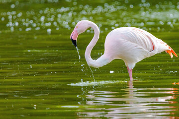 close-up portrait of african flamingo walking around in water