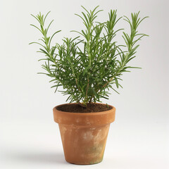 Growing rosemary herbs for kitchen food flavor