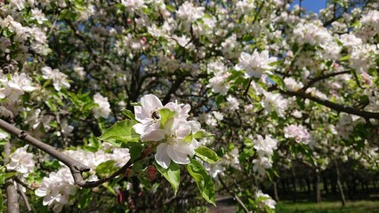 Honey bee on a blooming apple tree branch, Malus Prunifolia
