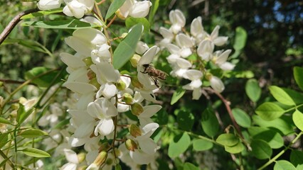 Obraz premium Honey bee on white Acacia flowers horizontal close-up 
