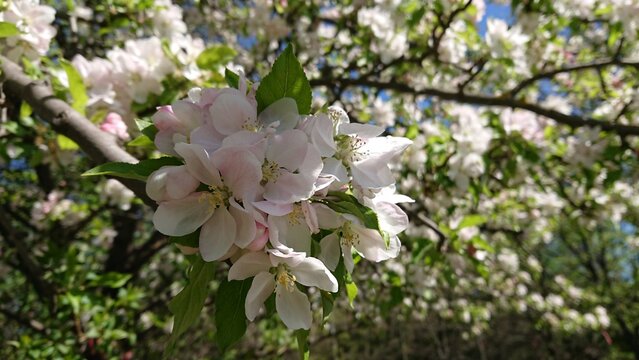 Beautiful apple tree branch blossoming,  Malus Prunifolia