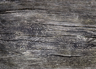 Wooden background. Natural abstract background. Close-up. Macro texture of the tree. Copy space
