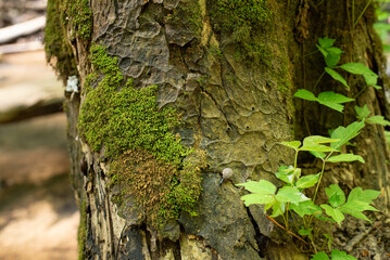 Unique, textured tree trunk with moss and a tiny snail.  Nature background.