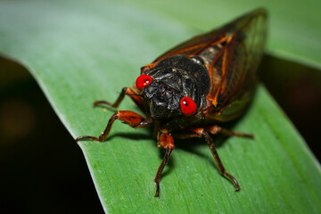 Close-up of a 13-year periodical cicada - obrazy, fototapety, plakaty