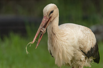 A white stork holds a snail in its beak