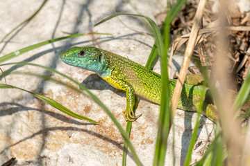 European green lizard standing on a rock hiding under grass