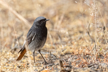Obraz premium Black redstart standing in the city park garden
