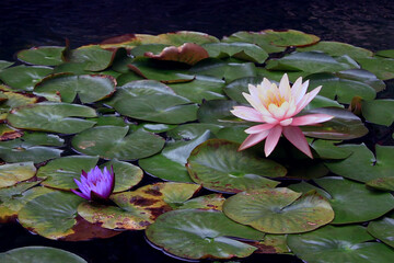 Nelumbo nucifera / Sacred Lotus