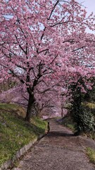 Naklejka na ściany i meble 日本、群馬県渋川市、真龍寺の桜
