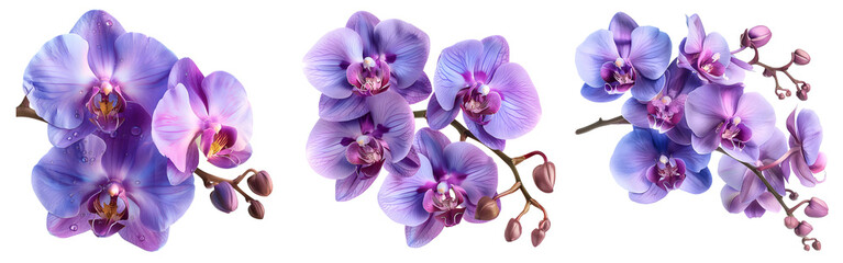 Orchid flower set,Watercolor painted flowers, purple Orchid flower on a white background.