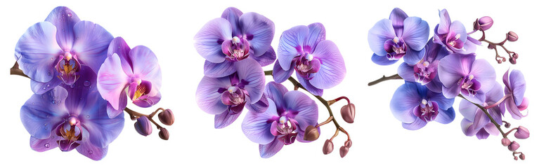 Fototapeta premium Orchid flower set,Watercolor painted flowers, purple Orchid flower on a white background.