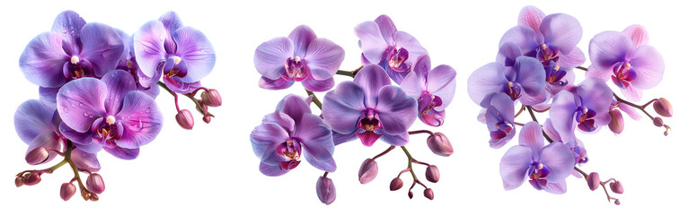 Obraz premium Orchid flower set,Watercolor painted flowers, pink-purple Orchid flower on a white background.