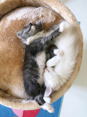 two cute kittens white and gray are sleeping cuddled next to each other. Yin yang energy