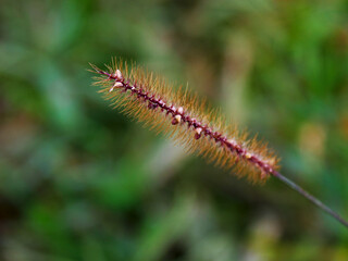 Close-up of a long brown flower. 