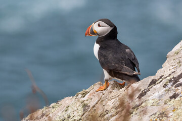 Puffin bird stood on rocky ledge with out of focus vegetation in the foreground