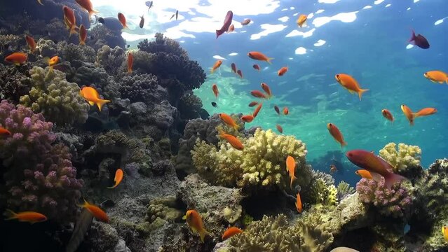 A school of fish swims in a coral reef. The fish are orange and the water is blue. The underwater world of the Red Sea
