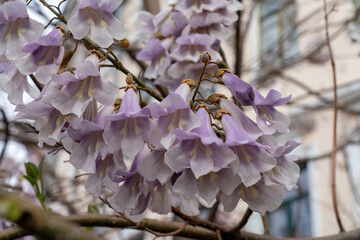 Empress tree also known as Paulownia tomentosa, foxglove, Carob tree, Ceratonia siliqua violet...